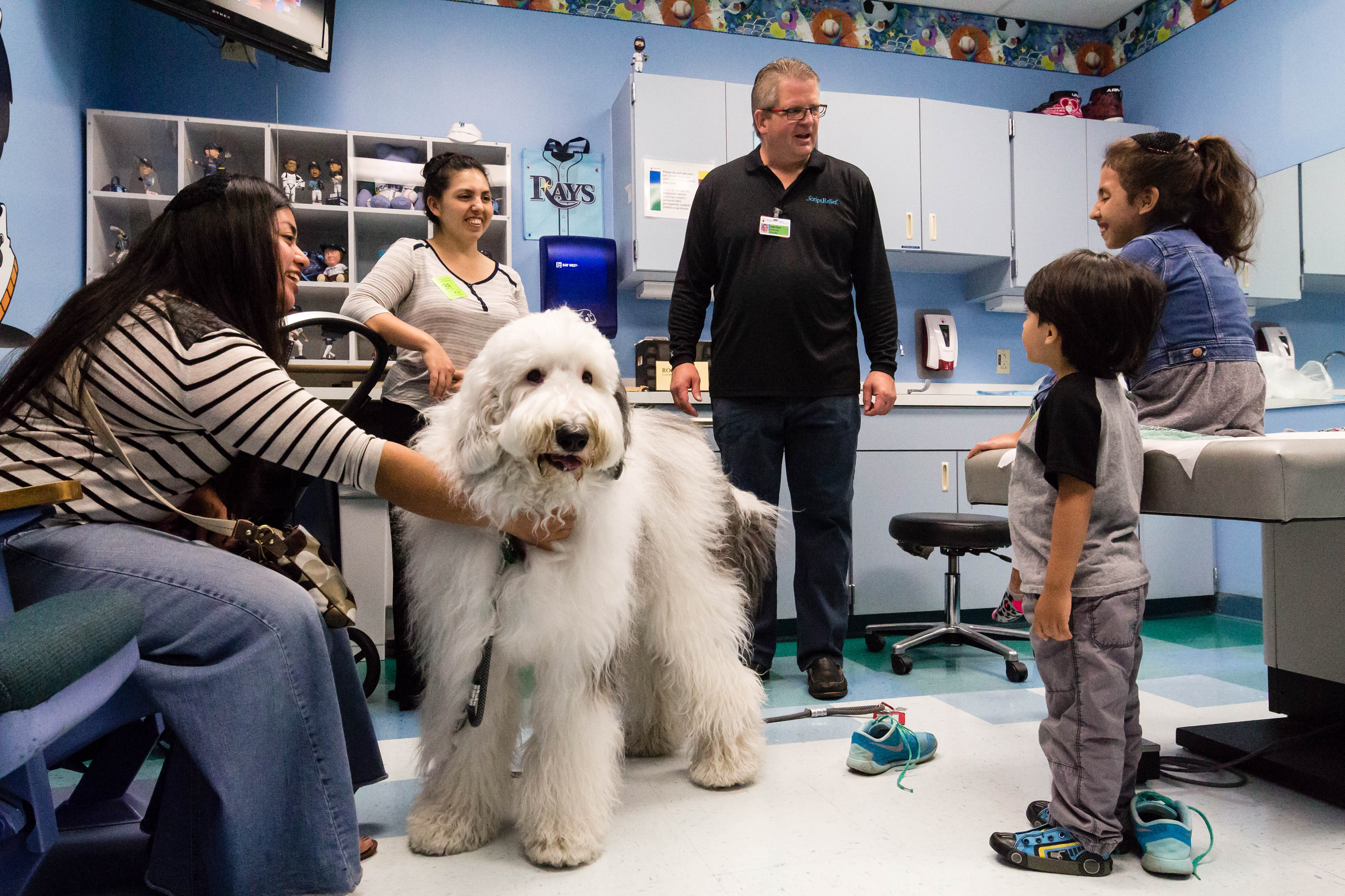 big sheepadoodle